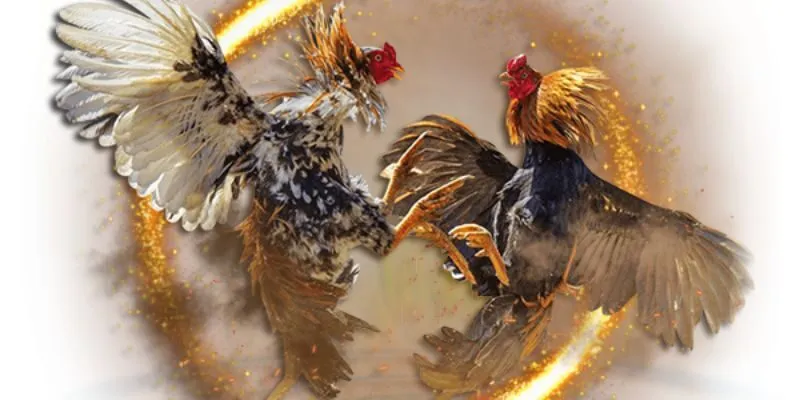 Đá gà cựa dao Xin88 là một trong những trò chơi được yêu thích nhất Đá gà cựa dao Xin88 là một trong những trò chơi được yêu thích nhất