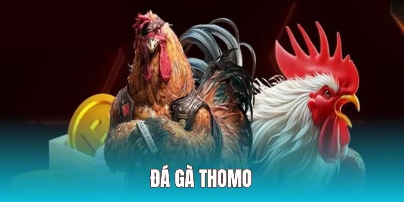 Hướng Dẫn Chơi đá gà Thomo Xin88 Chi Tiết Cho Người Mới 1 da ga thomo anh dai dien