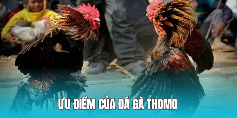 Giới thiệu và ưu điểm của đá gà thomo xin88 Giới thiệu và ưu điểm của đá gà thomo xin88