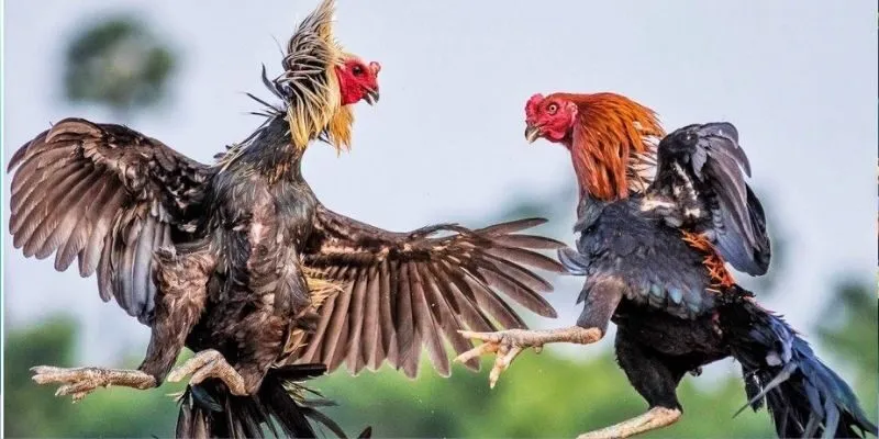 Những kinh nghiệm này được đúc kết từ các chuyên gia và người chơi lâu năm Những kinh nghiệm này được đúc kết từ các chuyên gia và người chơi lâu năm