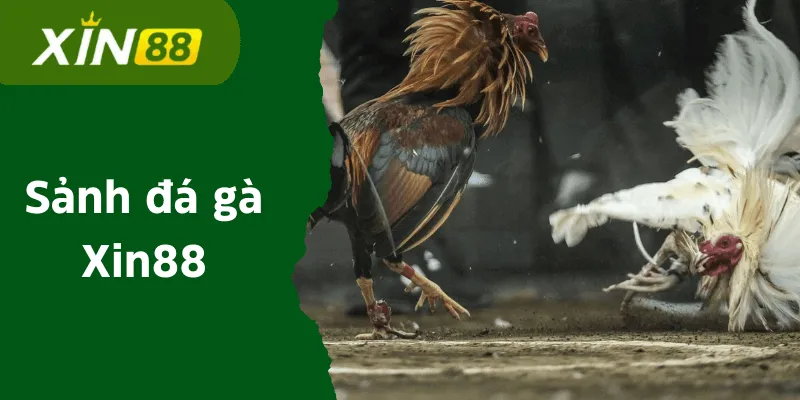 Trực tiếp đá gà C1 Xin88 - Xem đá gà trực tuyến tại nhà cái 10 da-ga-xin88-anh-dai-dien