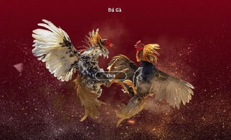 Tìm hiểu về đá gà cựa dao Xin88 - Tựa game đỉnh cao số 1 2 Áp dụng mẹo chơi để gia tăng chiến thắng