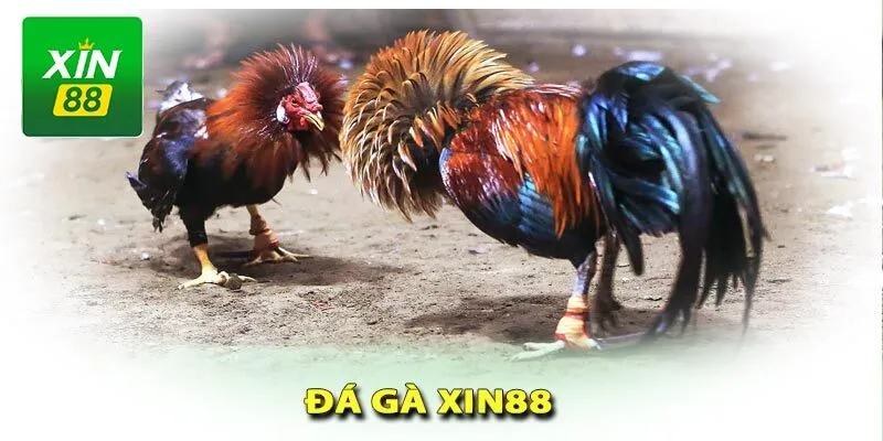 Hướng Dẫn Chi Tiết Cách Xem Trực Tiếp Đá Gà C3 Xin88 Chuẩn 9 trực tiếp đá gà C3 Xin88