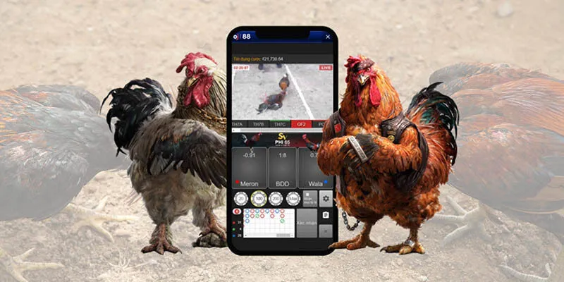 Luật đặt cược đá gà Xin88 có các loại kèo phổ biến khác nhau Luật đặt cược đá gà Xin88 có các loại kèo phổ biến khác nhau