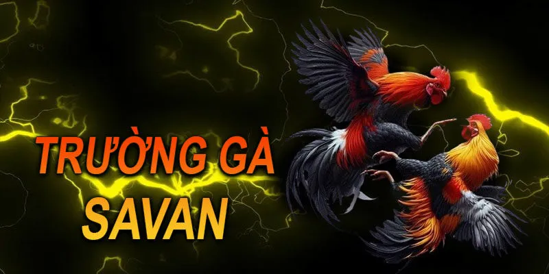 Trường gà Savan Xin88 - Điểm đến lý tưởng chơi đá gà online 4 Trường gà Savan Xin88 còn thu hút người chơi bằng những chương trình ưu đãi hấp dẫn